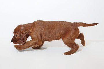 brown adorable Irish setter puppy. photo shoot in the studio on a white background