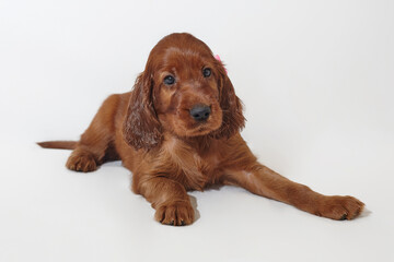 brown adorable Irish setter puppy. photo shoot in the studio on a white background