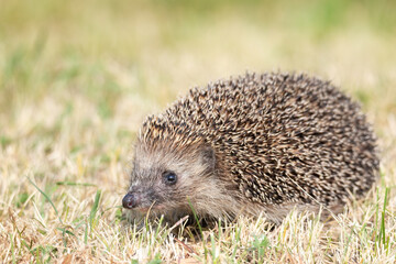 hedgehog on the grass.