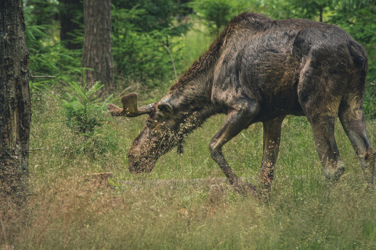 Close up of a moose in the vast forests of Sweden