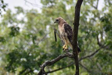 red tailed hawk