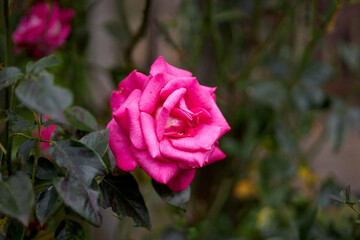 Rosenblüte im Garten