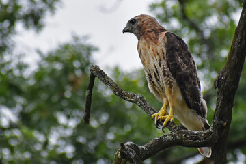 red tailed hawk