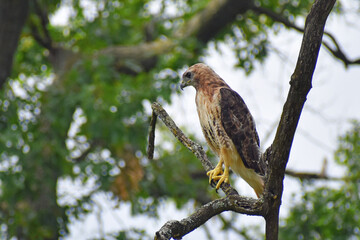 red tailed hawk