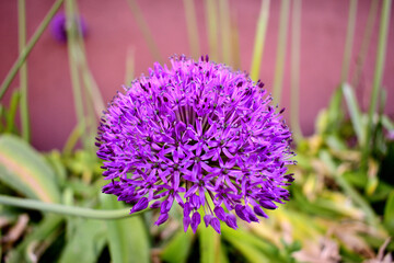 close up of a purple flower