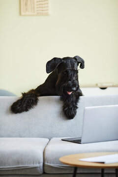 Black domestic dog looking out from behind the sofa at laptop screen and watching video online