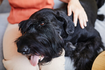 Close-up of owner sitting on sofa and stroking his black schnauzer while its lying on his knees