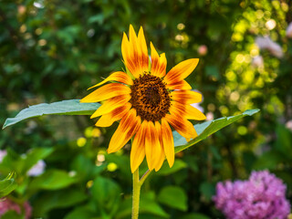Sunflower 33