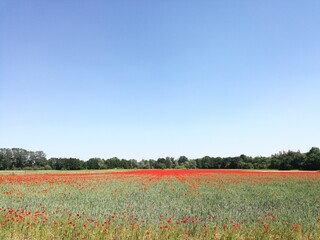 HDR Poppy field on the outskirts