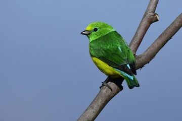 Blue-naped Chlorophonia