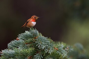 rufous hummingbird in spruce