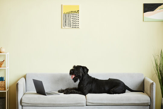 Black schnauzer lying on sofa in front of laptop and watching online video in living room