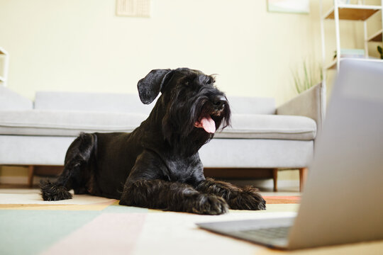Black domestic schnauzer sticking out his tongue lying on floor and watching movie on laptop standing in front of him