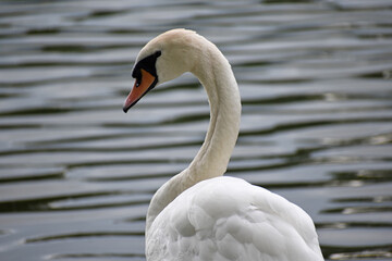 swan on the water