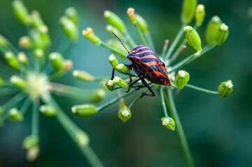 Macro world