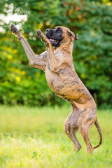 great dane standing on hind legs