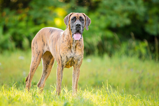 great dane dog