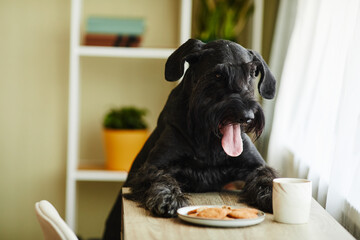 Pampered black schnauzer trying to eat biscuits from table in the room