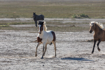 Wild Horse Stallions Fighting in the Utah Desert