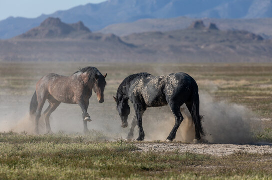 Wild Horse Stallions Fighting in the Utah Desert