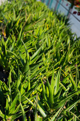 Aloe Vera, fresh leaf of Aloe Vera, natural background in farm garde, Aloe Vera Plantation. Aloe Vera for ingredient cosmetics