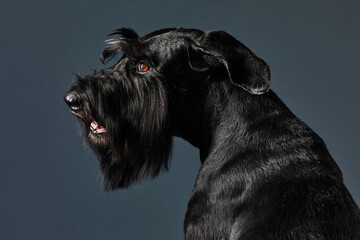 Portrait of black adult dog with shiny fur posing at camera against black background
