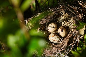 Three eggs in a bird's nest on a tree. The life of wildlife.