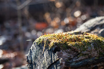 Moss on wood