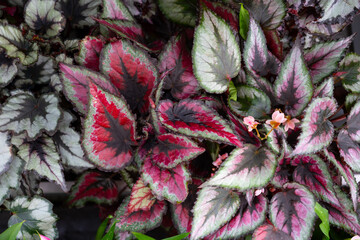 Top view amazing colorful leaf pattern  various begonia rex leaves background. The colorful leaf.