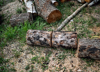 short logs ready to be chopped with an ax, close-up