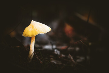 Mushroom Macro with Dark Spooky Halloween Autumn  Background
