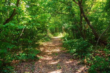 hiking trail in the wild forest, beautiful summer landscape, bright sunlight through the trees