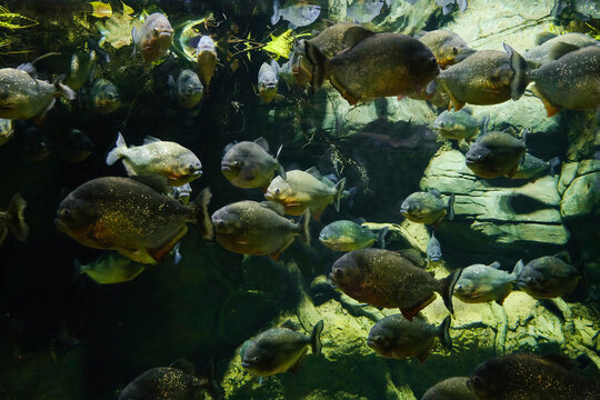 Red bellied piranha fishes. Schools of fish swims in dark water.