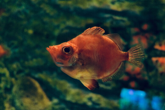 Boarfish swims in the water. Red fish in dark water close-up.