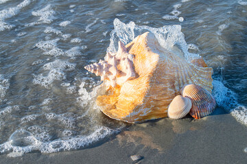 Large conch shell on the beach being hit by a wave