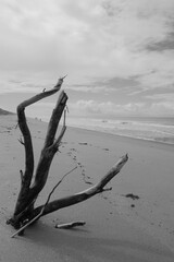 Tree branch in wild beach landscape in Brazil