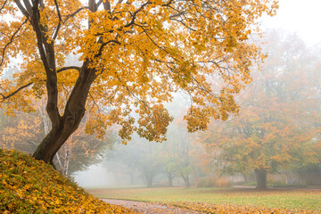 Autumn tree with colorful foliage in forest or park on foggy morning. Fall landscape background...