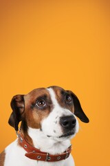 studio shot of a cute dog posing on a background
