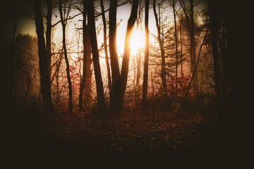 Creepy Spooky Halloween Walk In The Woods Autumn Fall Background