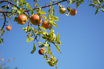 Red apples high up in the apple tree tempt the hiker the most