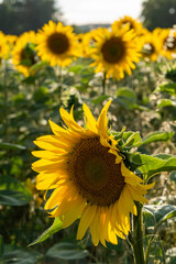field of sunflowers