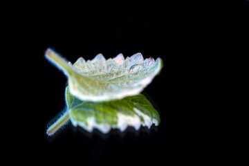 liść z odbiciem lustrzanym i kroplą wody