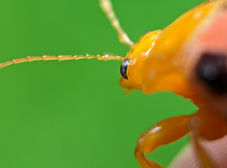 close up of a lady bugs