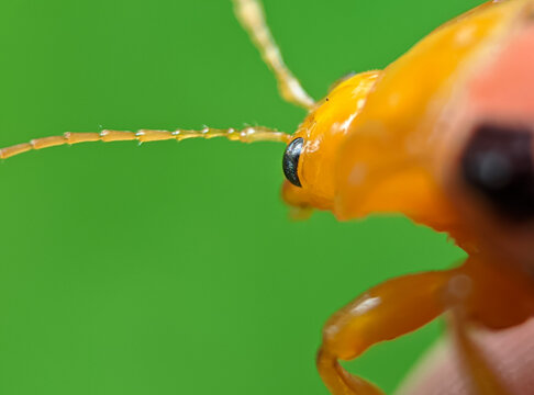 Close Up Of A Lady Bugs