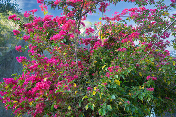 Brazil pink primavera tree details