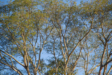 Branches with leaves in the treetop