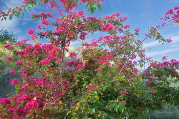 Obraz na płótnie Canvas Brazil pink primavera tree details