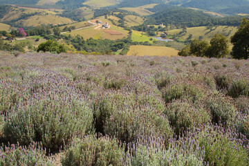 Cunha lavender field with purple flowers