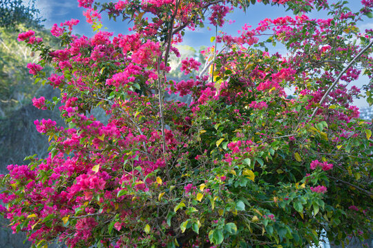 Brazil pink primavera tree details