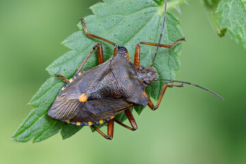 Rotbeinige Baumwanze - Pentatoma rufipes